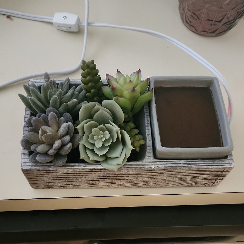 Scentsy Planter Warmer with Succulents